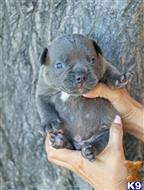 american pit bull puppy posted by Exotic Bully